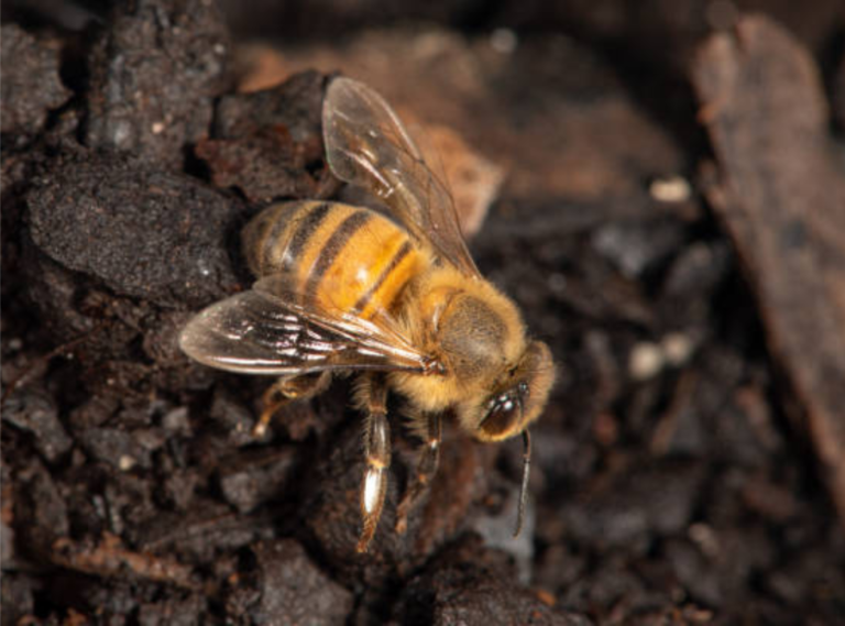 Bee Activity and Its Link to Soil Type