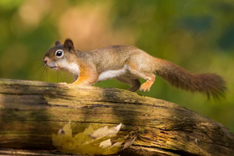 squirell lifespan